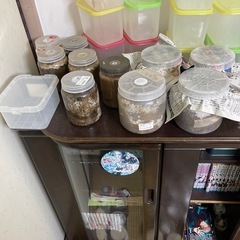 クワガタの画像