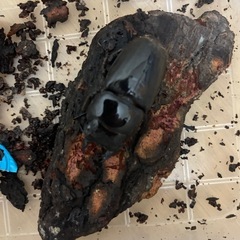 クワガタの画像