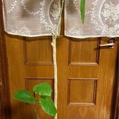 ウンベラーダの画像