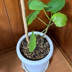 ウンベラーダの画像