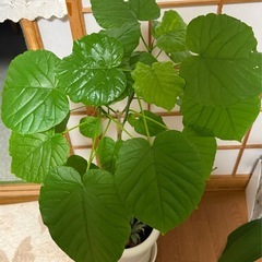 ウンベラーダの画像