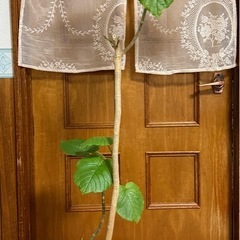 ウンベラーダの画像