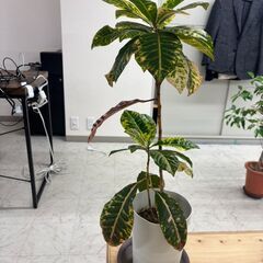植物まとめ売りの画像