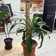 植物まとめ売りの画像