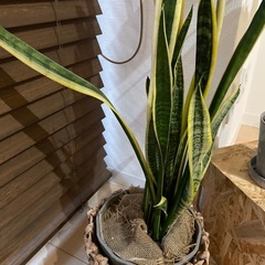 観葉植物　有料 サンセベリア(中
)の画像