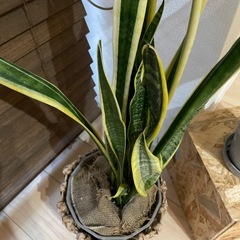 観葉植物　有料 サンセベリア(中
)の画像