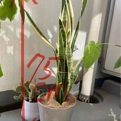 観葉植物　有料 サンセベリア(中
)の画像