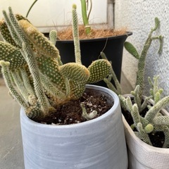 無料 サボテンの画像