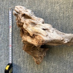 アクアリウム・流木の画像