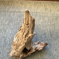 アクアリウム・流木の画像