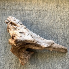 アクアリウム・流木の画像