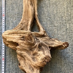 アクアリウム・流木の画像