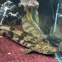 2匹🐟エンドリケリーベビー👶�の画像