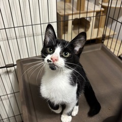 ①白黒ハチワレ男の子