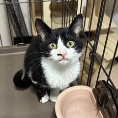 ②白黒ハチワレ男の子