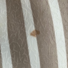 袷の着物の画像