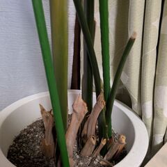 大型　観葉植物　オーガスタの画像