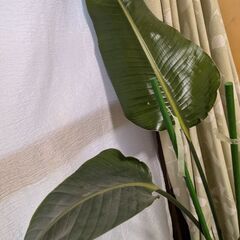 大型　観葉植物　オーガスタの画像