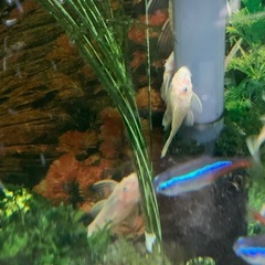 コリドリアス白の画像