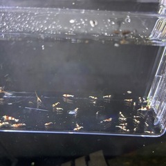 【取引中】レッドビー（太極）タイガービー稚エビ35匹の画像