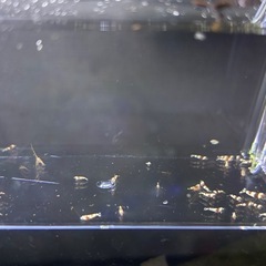 【取引中】レッドビー（太極）タイガービー稚エビ35匹の画像