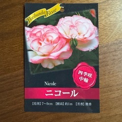 バラ　接木　の画像