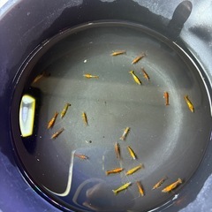 オレンジルリーシュリンプ 選外 22匹の画像