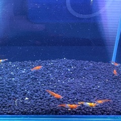 オレンジルリーシュリンプ 選外 22匹の画像