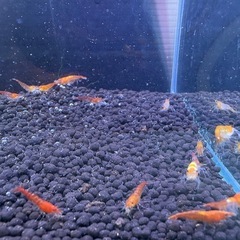 オレンジルリーシュリンプ 選外 22匹の画像