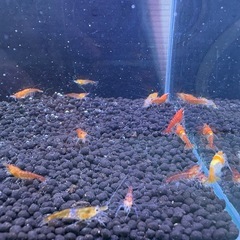 オレンジルリーシュリンプ 選外 22匹の画像