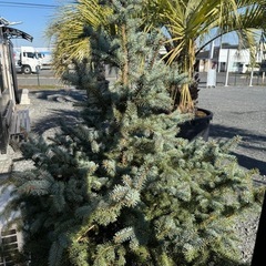 (激レア)プンゲンストゥヒの画像