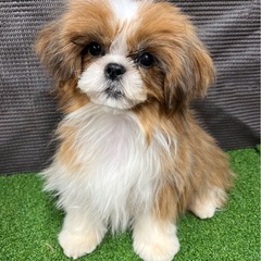 小ぶりの子犬達☆