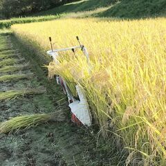 新米2025｜岩手・花巻産 ササニシキ 白米 5kg｜稲架掛け天日干しで香り豊かに仕上げた限定米の画像