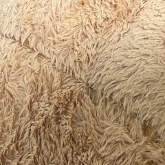 おっきなくまちゃん。の画像