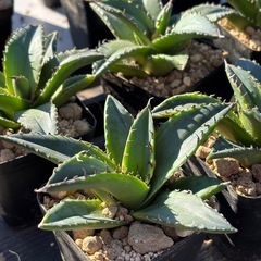 【珍しいアガベ】狂棘夕映の中株を価格破壊でお譲りします。の画像