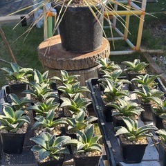 【珍しいアガベ】狂棘夕映の中株を価格破壊でお譲りします。の画像