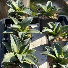 【珍しいアガベ】狂棘夕映の中株を価格破壊でお譲りします。の画像