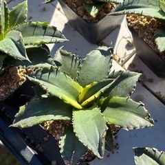 【珍しいアガベ】狂棘夕映の中株を価格破壊でお譲りします。の画像