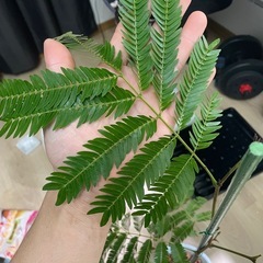 エバーフレッシュ2本植えの画像