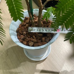 エバーフレッシュ2本植えの画像