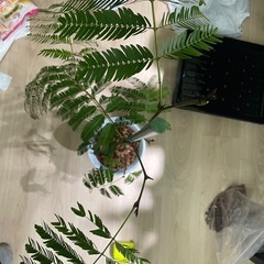 エバーフレッシュ2本植えの画像