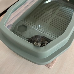 <急募！！> ミシピッピアカミミガメ