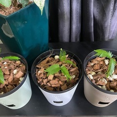 実生エバーフレッシュの画像