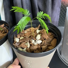 実生エバーフレッシュの画像