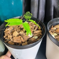 実生エバーフレッシュの画像