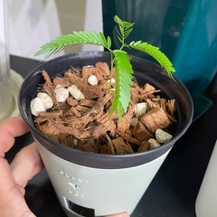 実生エバーフレッシュの画像