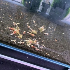 レッドファンシータイガーシュリンプの画像