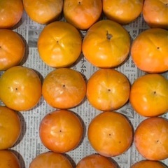 毎年好評✨和歌山県　九度山　富有柿　新鮮　フルーツの画像
