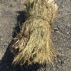 ③令和7年度の稲藁　天日干し　1把30円　1束200円 数量は自由の画像