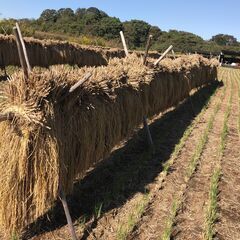 ③令和7年度の稲藁　天日干し　1把30円　1束200円 数量は自由の画像